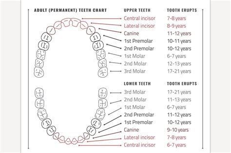 Adult Teeth Chart Custom Designed Illustrations Creative Market