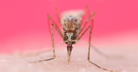 Scientists Create Mutant Mosquitoes That Are Blind To The Smell Of