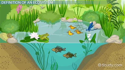 Ecosystem Definition Types And Examples Video And Lesson Transcript