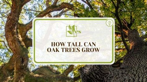 How Tall Can Oak Trees Grow And The Tallest Varieties