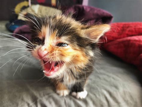 A Kitten Yawns While Sitting On Top Of A Bed With Its Mouth Open