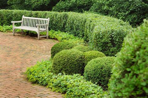 41 Incredible Garden Hedge Ideas For Your Yard Garden Hedges Boxwood