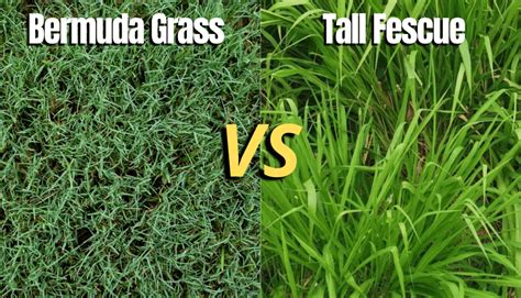 Bermudagrass Vs Tall Fescue Differences Between These Turf Types My