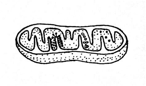 Mitochondria Dibujo