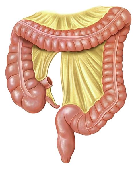 Foetal Large Intestine Photograph By Asklepios Medical Atlas Fine Art