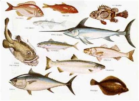 La più ampia varietà di pesce dai migliori mari. Elenco dei pesci dalla A alla Z