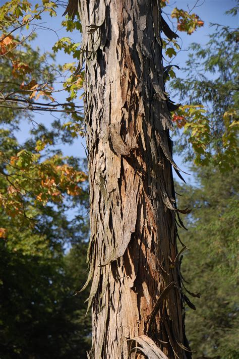 Shagbark Hickory Holden Forests And Gardens