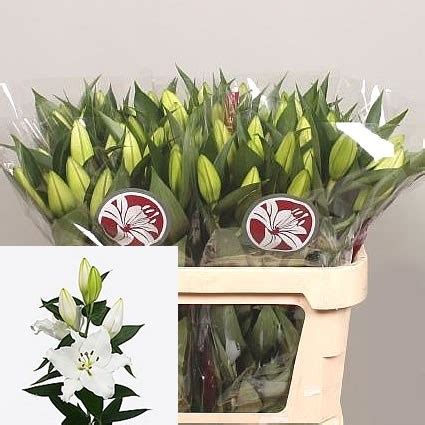 Lily Oriental White Passion Cm Wholesale Dutch Flowers Florist