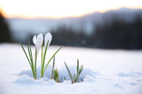 Beautiful Crocuses Growing Through Snow Space For Text First Spring