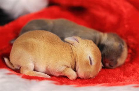 A Guide To Lop Eared Rabbits And Care