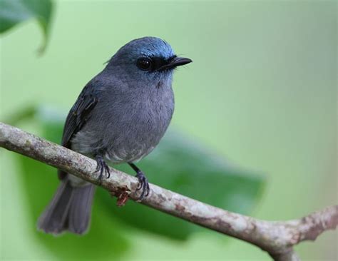 Sri Lankan Endemic Birds Anduru Nil Masimara The Dusky Blue