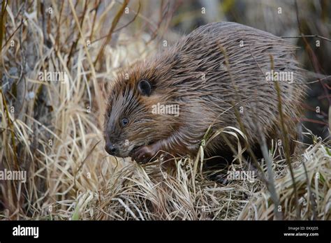 Beaver Eating Twigs In Grass Stock Photo Alamy