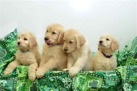 Www.wantedoldmotorcycles.com) pic hide this posting restore restore this posting Golden Retriever Puppies For Sale In Ri | PETSIDI