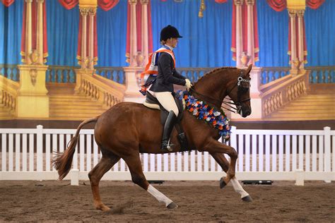 The Nationals Australasian Show Horse Championships Equestrian