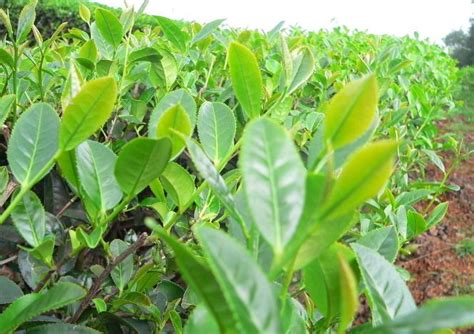 Green Tea Plant Seeds Camellia Sinensis Bell Garden Companywholesale