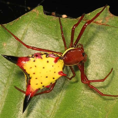 Micrathena Sagittata Arrow Shaped Orbweaver Usa Spiders