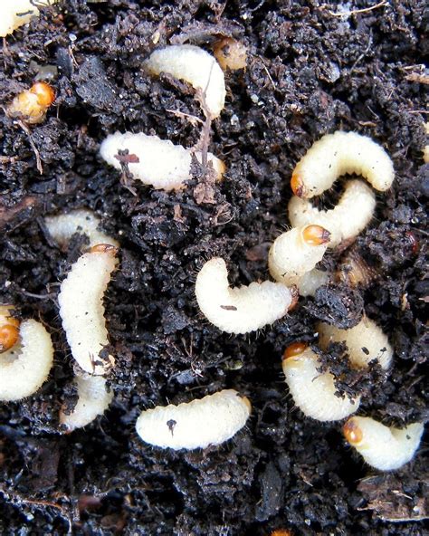 Soil Pests Control Beneficial Insectary