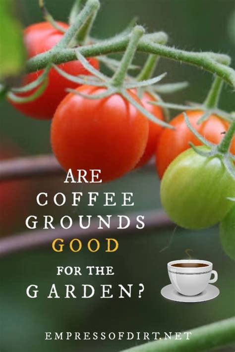 Using coffee grounds in a vegetable garden can help to power your plants like never before. Are Coffee Grounds Good for the Garden? | Empress of Dirt
