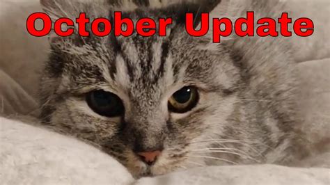 Taming Feral Cat Layla Current Progress November 1st 2021 Youtube