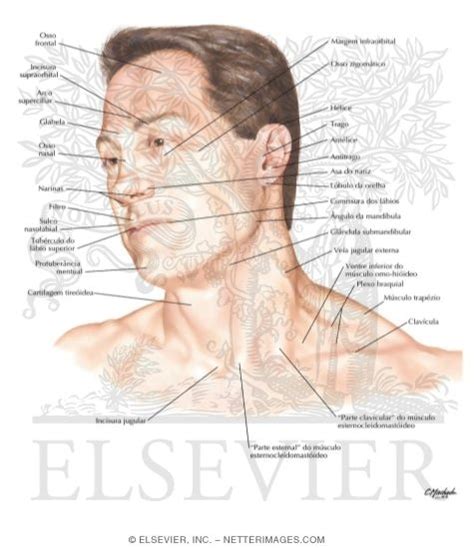 Head And Neck Surface Anatomy