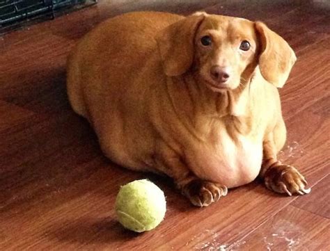 Rescued Morbidly Obese Dachshund Has A Stunning Transformation