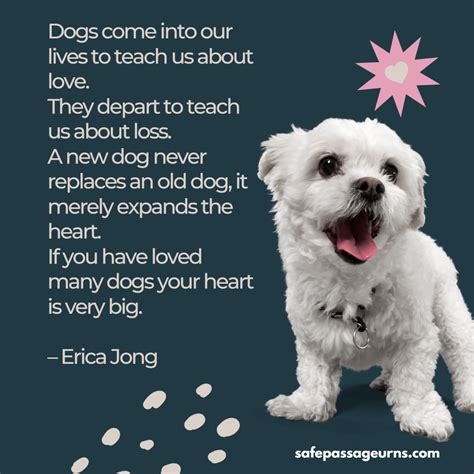 15 Touching Pet Loss Quotes And Poems Safe Passage