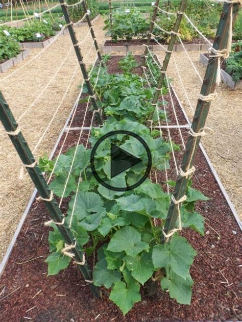 Diy Cucumber Trellis Home And Garden Reference