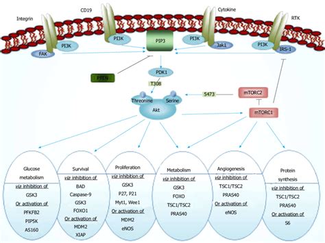 phosphatidylinositol 3 kinase akt pathway activated rtks activate pi3k download scientific