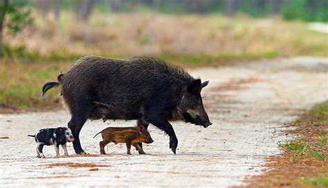 The State Of Feral Hogs In Missouri Kcur