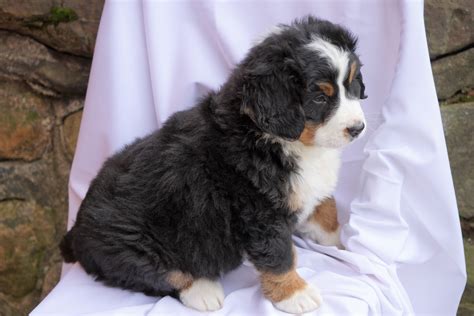 Akc Registered Bernese Mountain Dog For Sale Millersburg Oh Male Hem