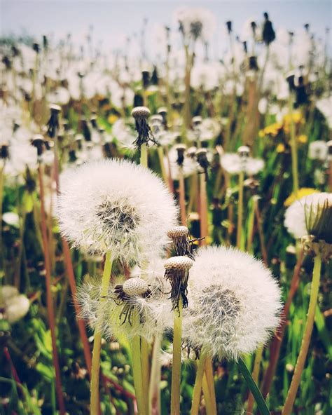 Lifes Instances — When You Look At A Field Of Dandelions You Can