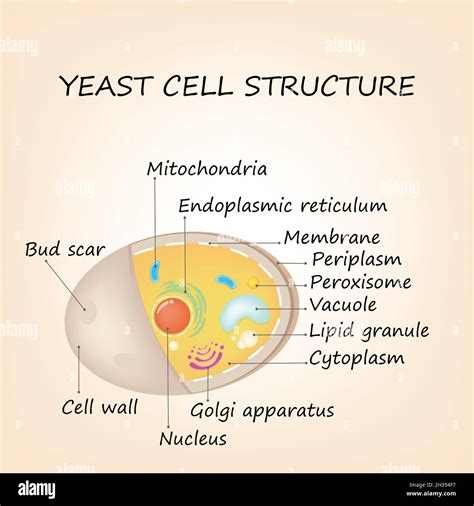 Yeast Cell Structure Educational Diagram Colorful Illustration Stock