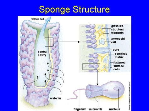 Sponges Phylum Digestive System