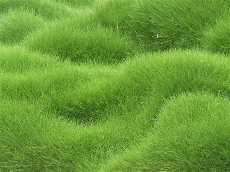 Wallpaper Field Green Texture Herb Flower Grassland Pasture