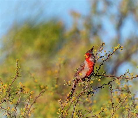 Portrait Of A Pyrrhuloxia Desert Cardinal 2 Photograph By Mark Stephens