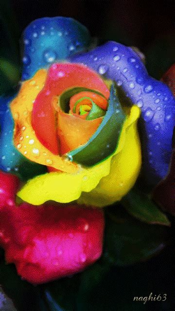 Animated Rainbow Rose Pictures Photos And Images For
