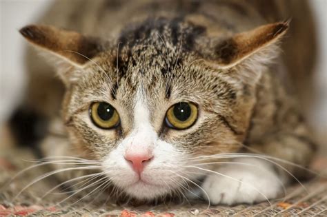 Katz Tales 5 Signs That Your Cat Trusts You The Star