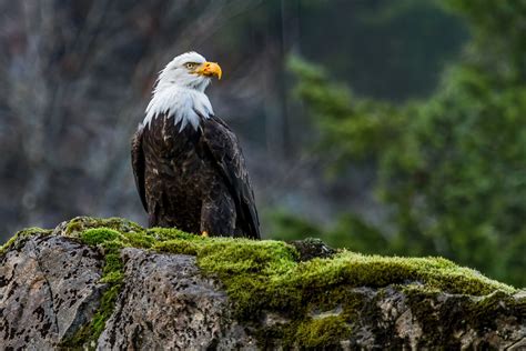 Bald Eagle Full Hd Wallpaper And Background 2048x1365 Id329657