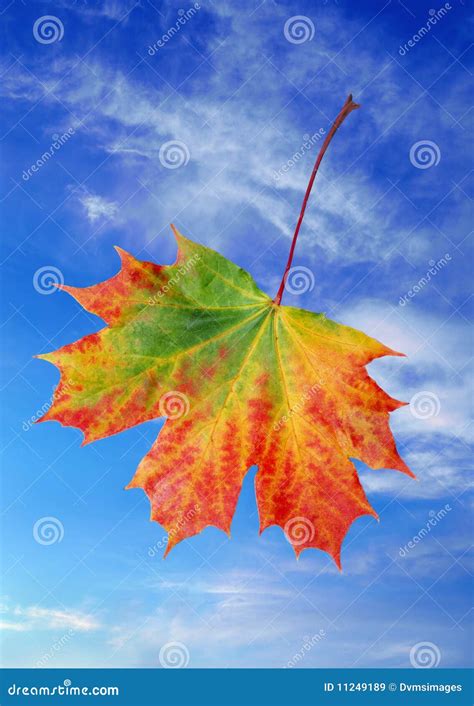 Autumn Maple Leaf Stock Image Image Of Changing Vivid 11249189