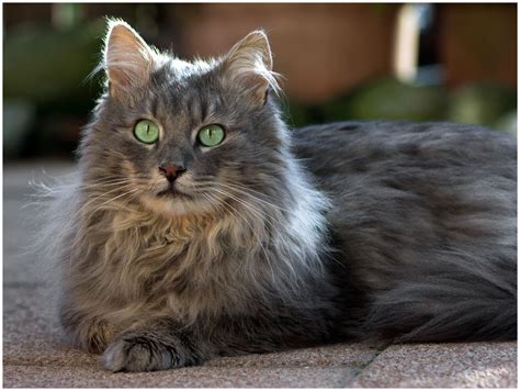 Norwegian Forest Cat For Sale Near Me