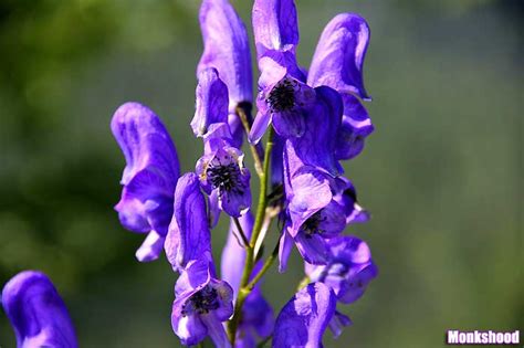 Top 25 Best Purple Flowers Smalltall Beautiful Purple