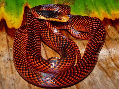 Here we are talking about the most beautiful snakes in the world that you might never know exist. These Colorful Snakes Are Among The Most Beautiful ...