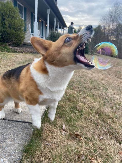 Photoshop Battles Psbattle This Dog And A Bubble