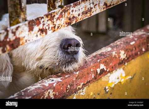 Homeless Sad Shaggy Dog Behind Fence In An Animal Shelter Waiting For