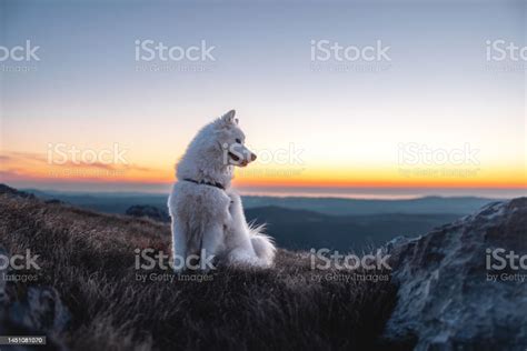 A Beautiful White Dog Sitting On Top Of The Hill While The Sun Is