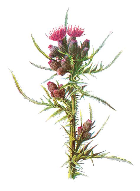 Antique Images Digital Wildflower Illustration Flower Image March Thistle