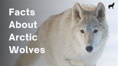 20 Awesome Facts About Arctic Wolves Arctic Wolf Facts Youtube