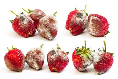 food safety here s what would happen if you consumed moldy strawberries