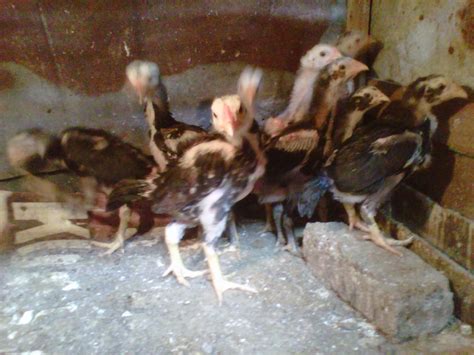 Terlaris telur ayam birma ori f1 bukan telur ayam bangkok pakhoy pama saigon shamo dan ayam negri shopee indonesia. Anakan Burma telur Ijo umur 3 minggu | JUAL AYAM BANGKOK ...
