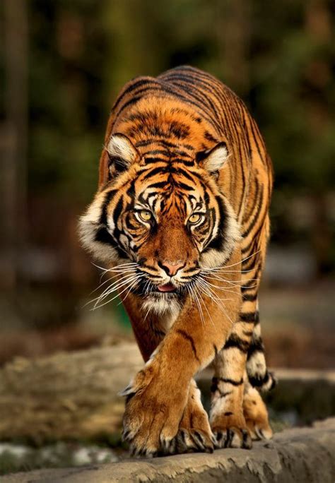 Pin By Vicki Kay On Pretty Things Big Cats Photography Tiger
